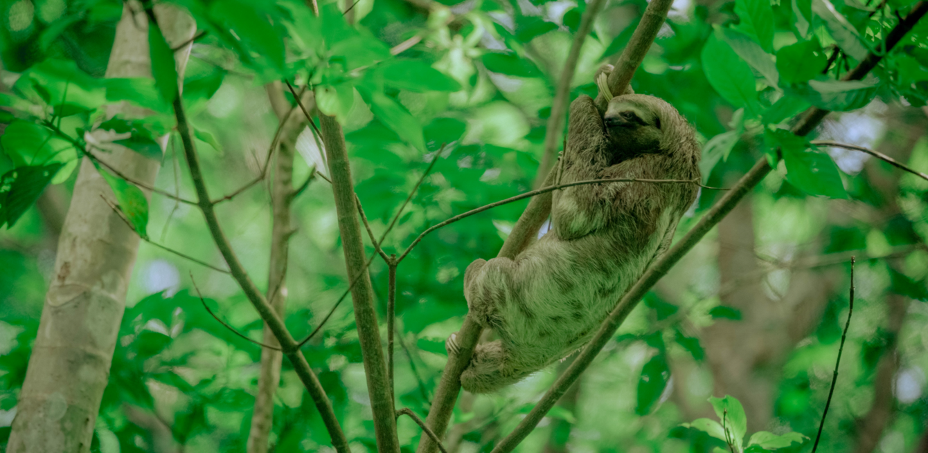 Sloth Biodiverity 